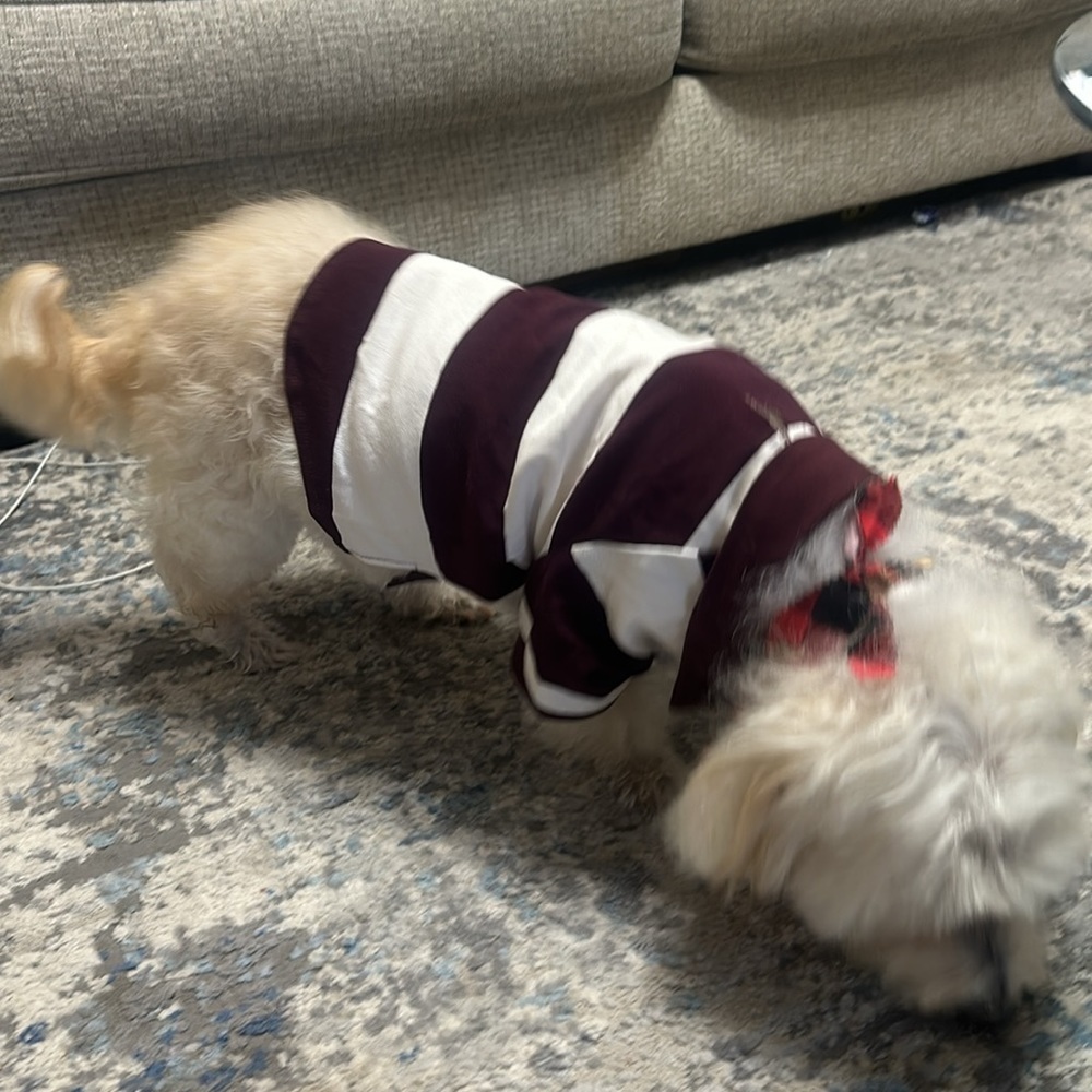 Striped Jersey-Knit Polo Shirt for Pets - Picture 5 of 6